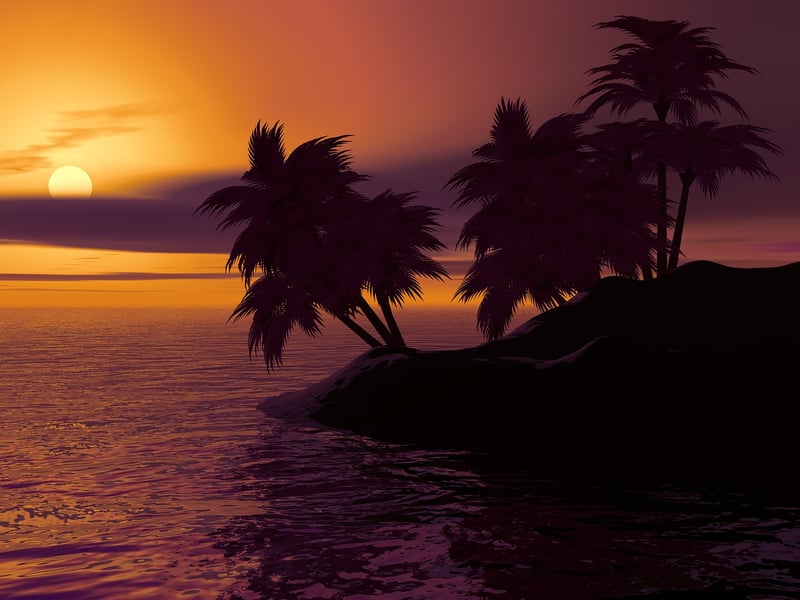 Palm Tree Paradise